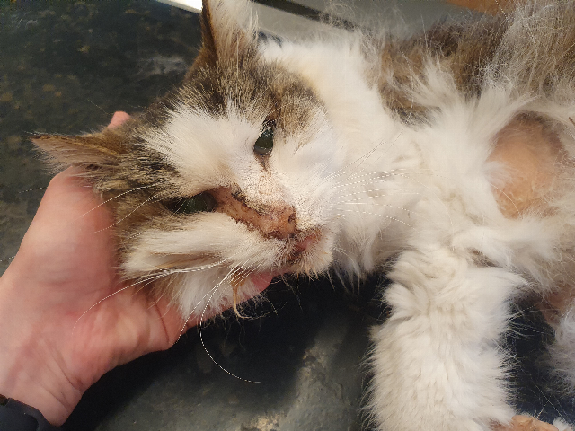 Europäische Hauskatze