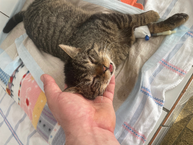 Europäische Hauskatze