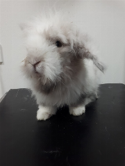 Fundtier Tier-ID 35844