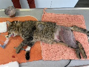 Fundtier Tier-ID 35863