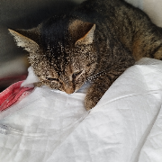 Fundtier Tier-ID 35881