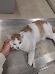 Fundtier Tier-ID 35890