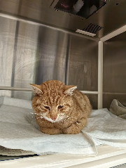 Fundtier Tier-ID 35484