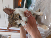 Fundtier Tier-ID 35994