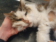 Fundtier Tier-ID 36014