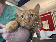 Fundtier Tier-ID 36136