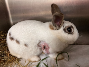 Fundtier Tier-ID 35893