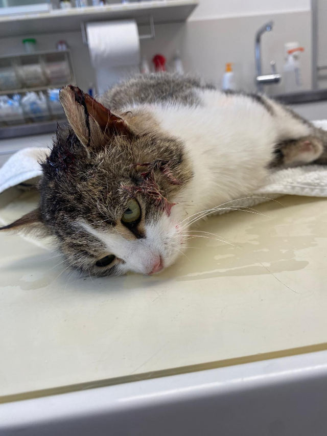 Europäische Hauskatze