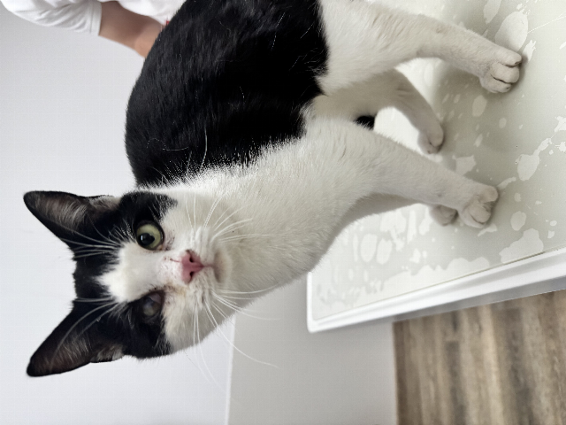 Europäische Hauskatze