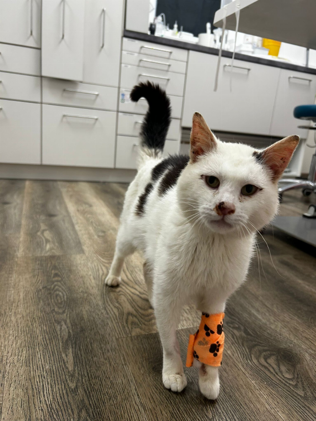 Europäische Hauskatze