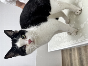 Fundtier Tier-ID 36438