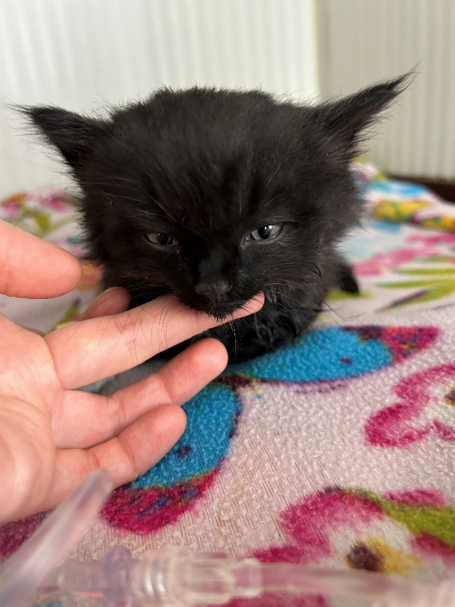 Europäische Hauskatze