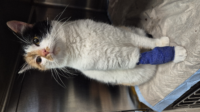 Europäische Hauskatze