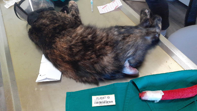 Europäische Hauskatze