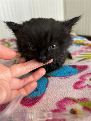 Fundtier Tier-ID 36645