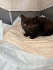 Fundtier Tier-ID 36716