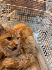 Fundtier Tier-ID 36743