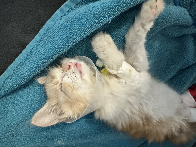 Europäische Hauskatze-Mischling