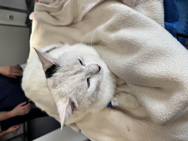 Europäische Hauskatze