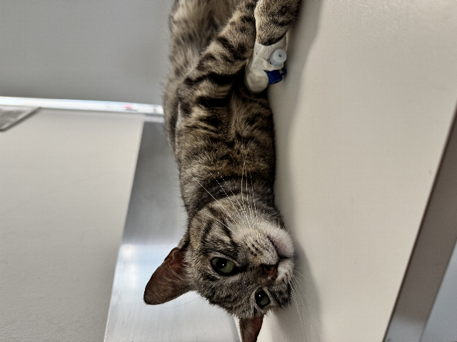 Europäische Hauskatze