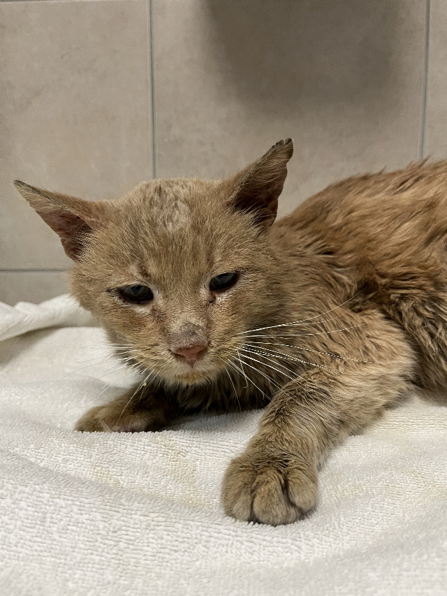 Europäische Hauskatze