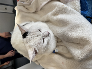 Fundtier Tier-ID 36983