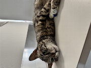 Fundtier Tier-ID 37038