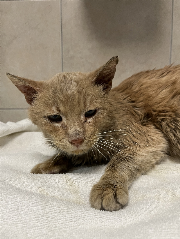 Fundtier Tier-ID 35429