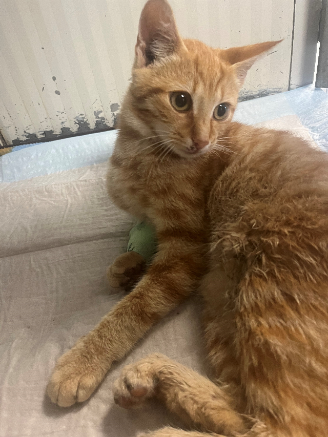 Europäische Hauskatze