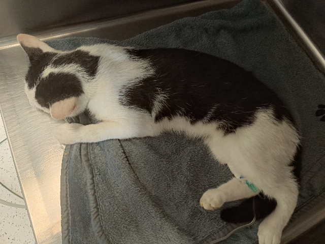 Europäische Hauskatze