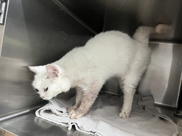 Europäische Hauskatze