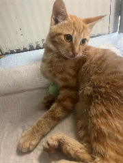 Fundtier Tier-ID 37425