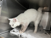 Fundtier Tier-ID 37702