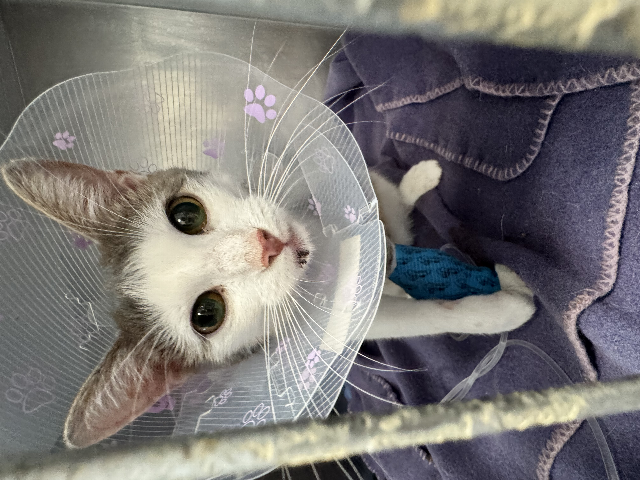 Europäische Hauskatze