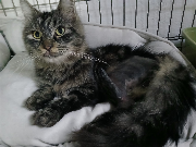 Fundtier Tier-ID 37858