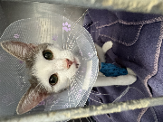 Fundtier Tier-ID 37885