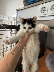 Fundtier Tier-ID 39275