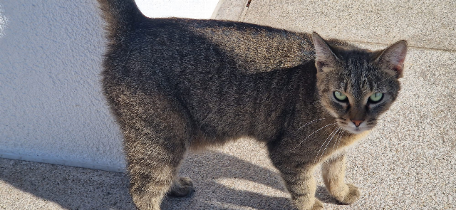 Europäische Hauskatze