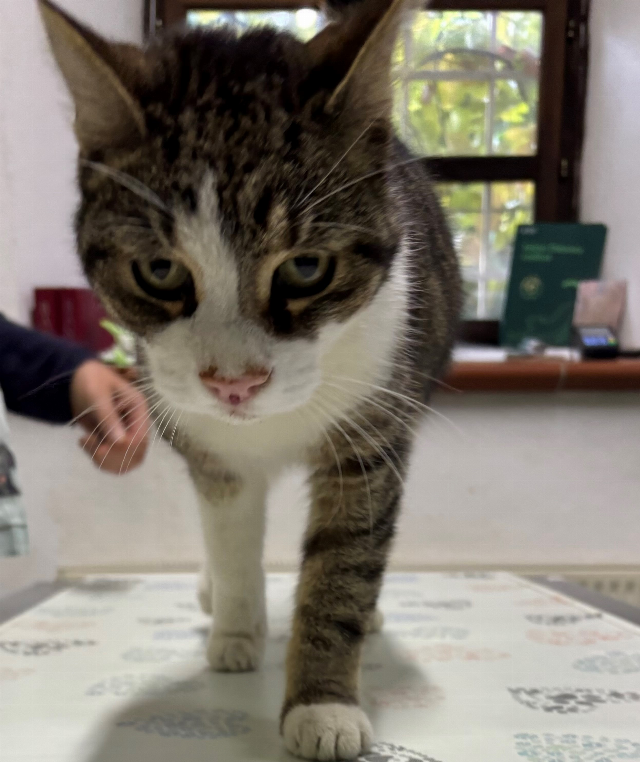 Europäische Hauskatze