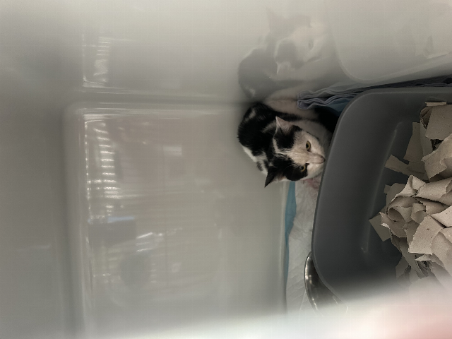 Europäische Hauskatze