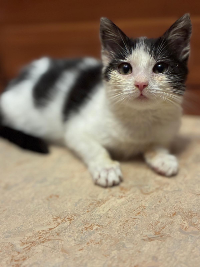 Europäische Hauskatze