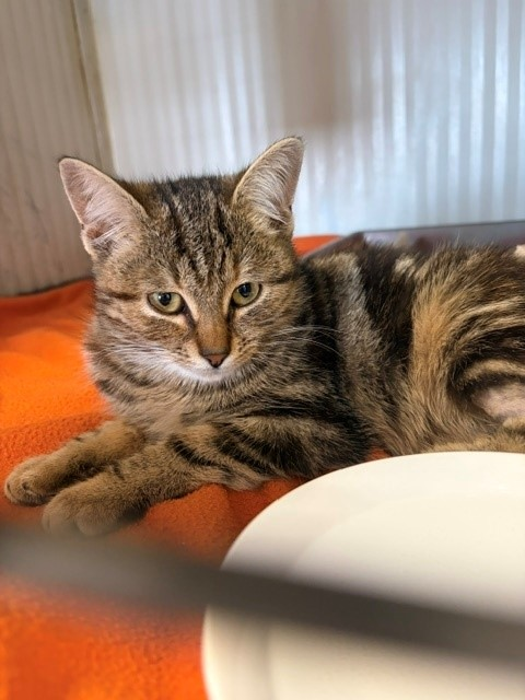Europäische Hauskatze