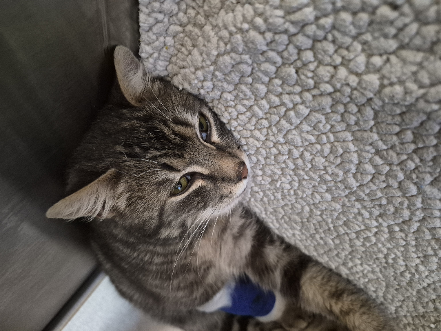 Europäische Hauskatze