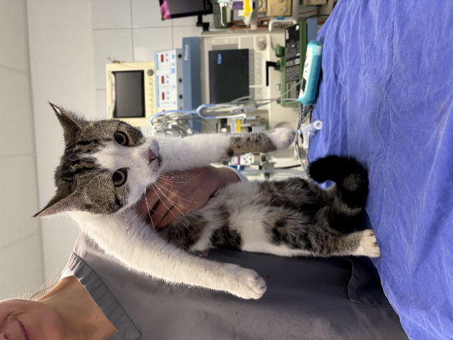 Europäische Hauskatze