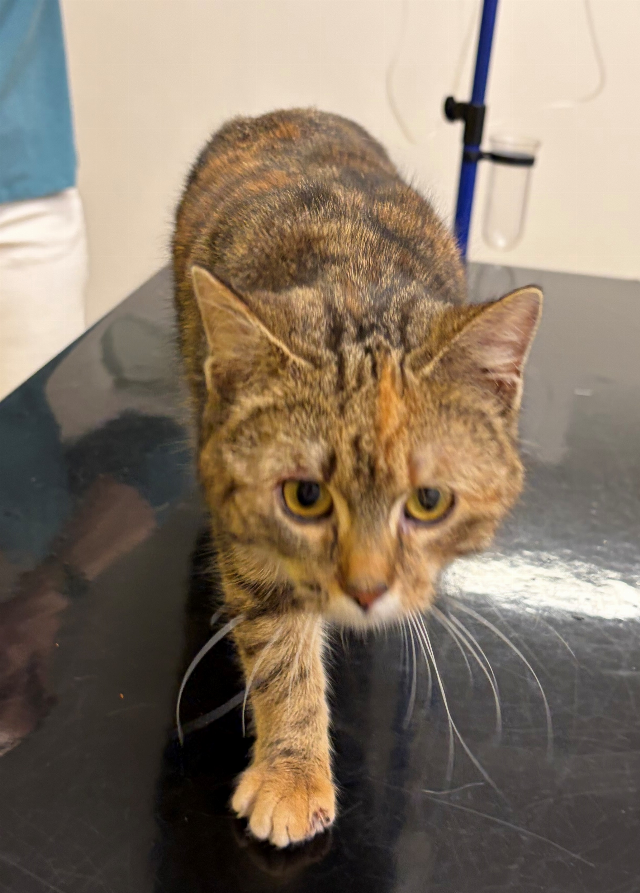 Europäische Hauskatze