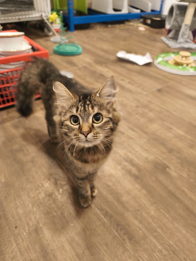 Europäische Hauskatze-Mischling