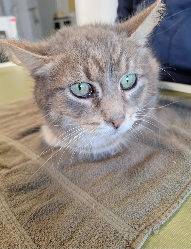 Europäische Hauskatze