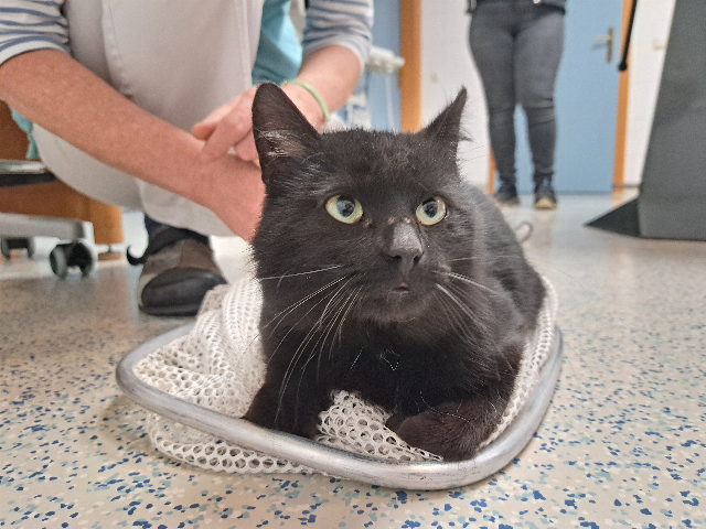 Europäische Hauskatze