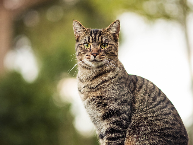 Europäische Hauskatze