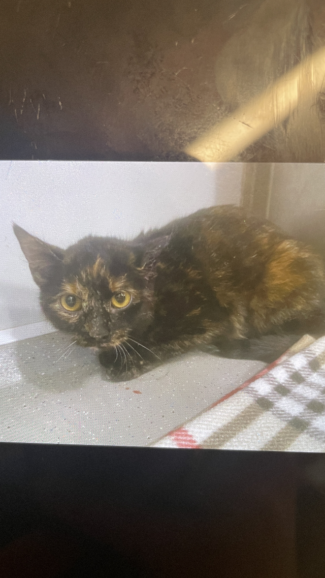 Europäische Hauskatze